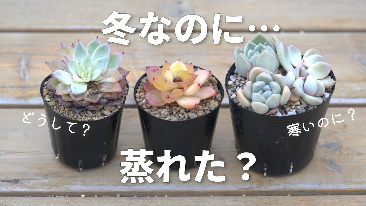 #640 【季節の変わり目にご注意を】原因と対処。復活のお手入れ。