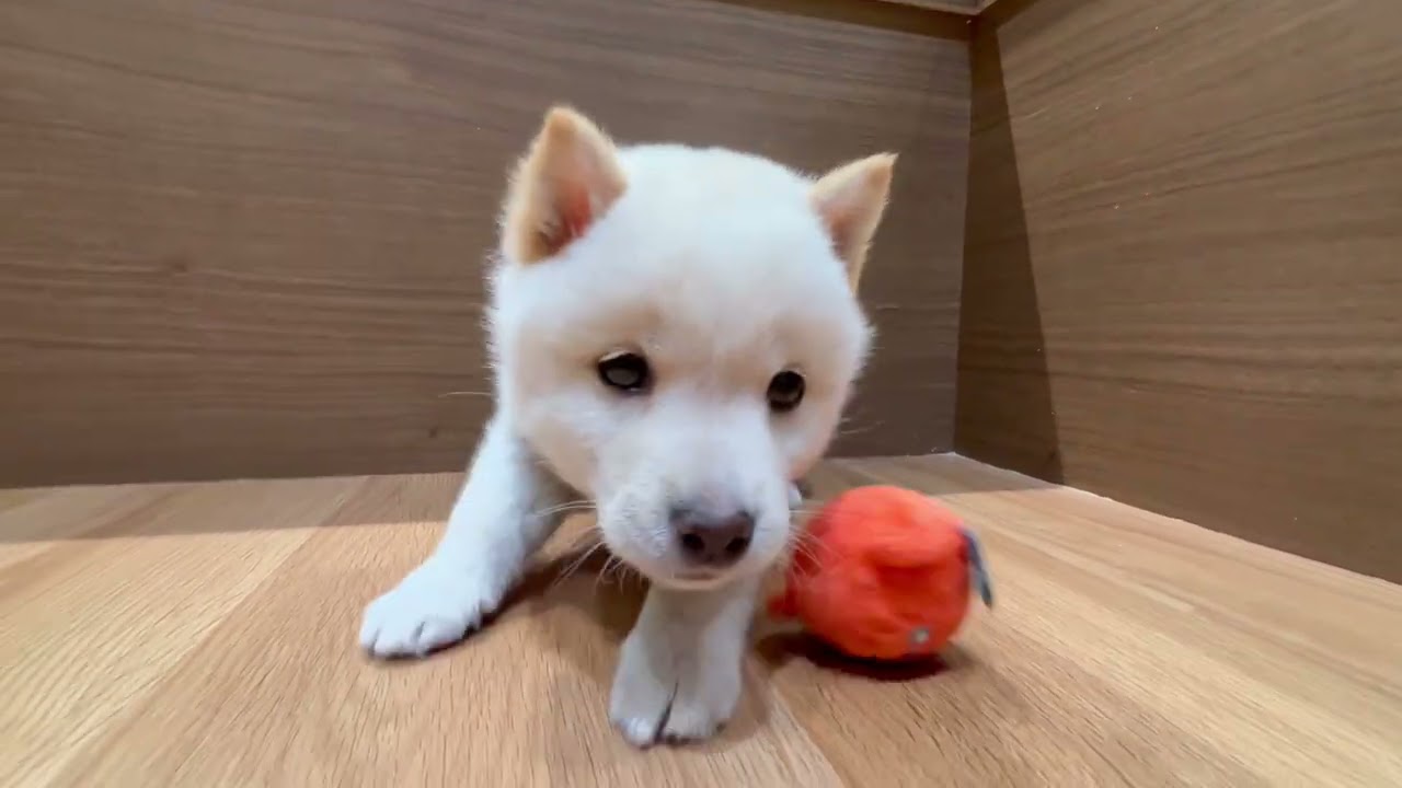 ペットショップ犬の家近江八幡店「199355」「まめしば」