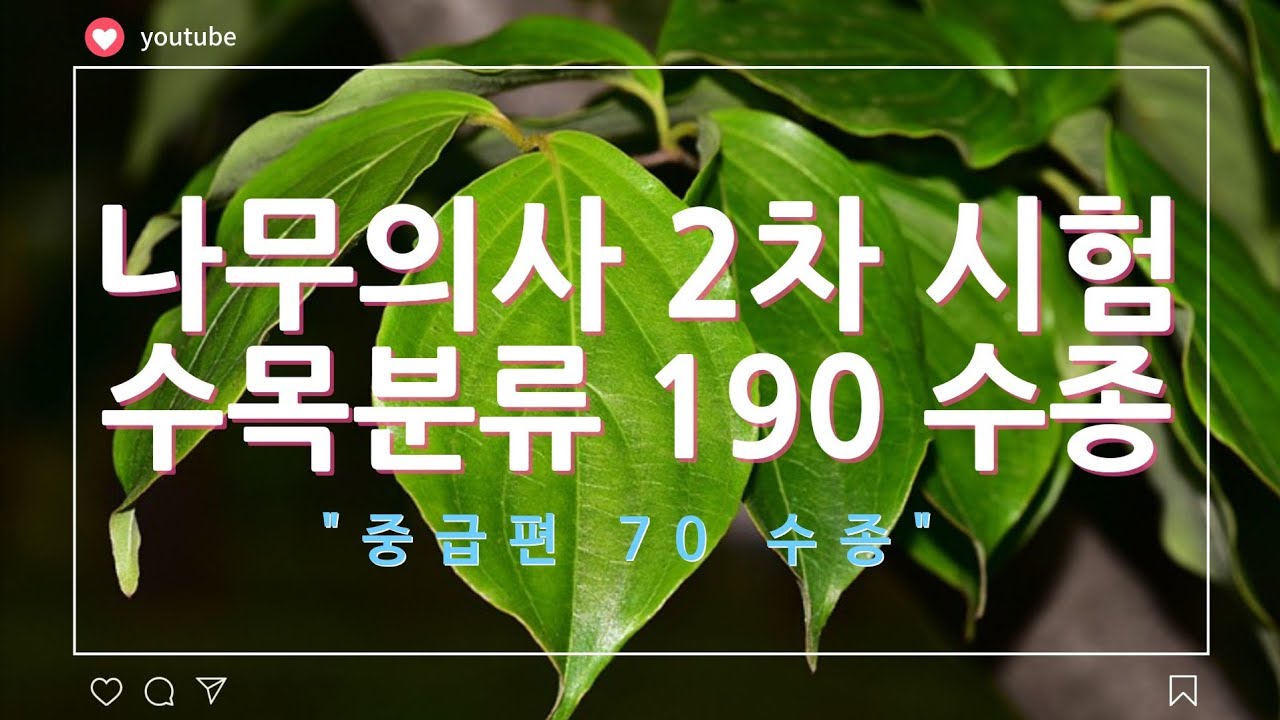 나무의사 2차 시험  수목분류 190여 수종 영상(