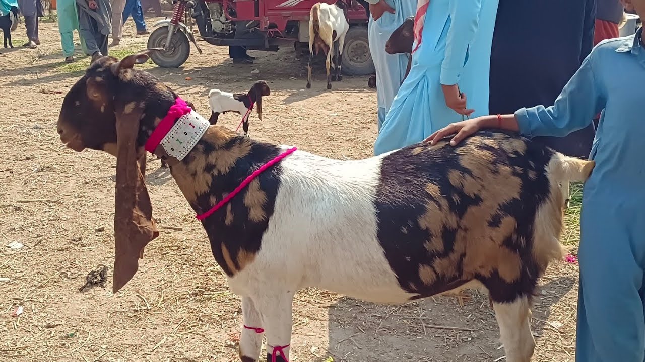 Hyderabad Bakra mandi bilkul Nahin update aaj rate bahut jyada 18/2/2026 