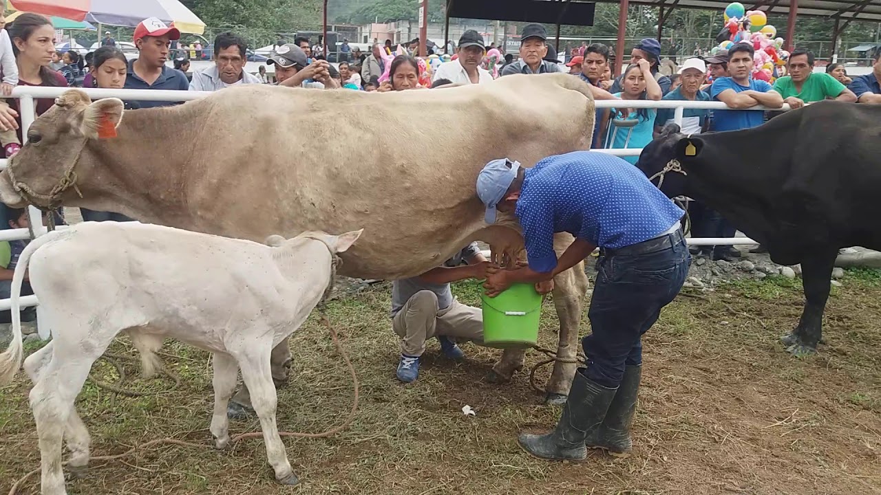 En la FERIA GANADERA DE GUALAQUIZA (10-08-2019)(1)