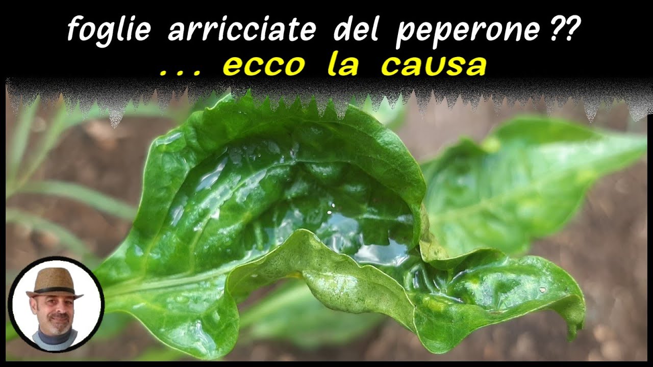 PEPERONE FOGLIE ARRICCIATE quali sono le cause