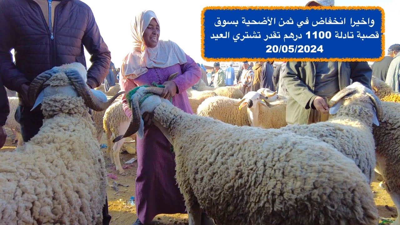 واخيرا انخفاض في ثمن الأضحية بسوق قصبة تادلة 1100 درهم تقدر تشتري العيد 20/05/2024