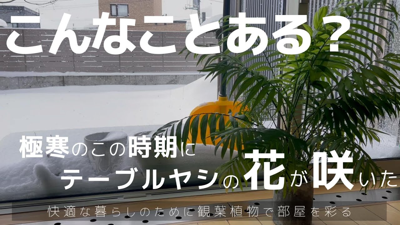 【暮らしのvlog_観葉植物】驚きました！極寒の１月にテーブルヤシの花が咲いた_快適な暮らしのために観葉植物で部屋を彩る