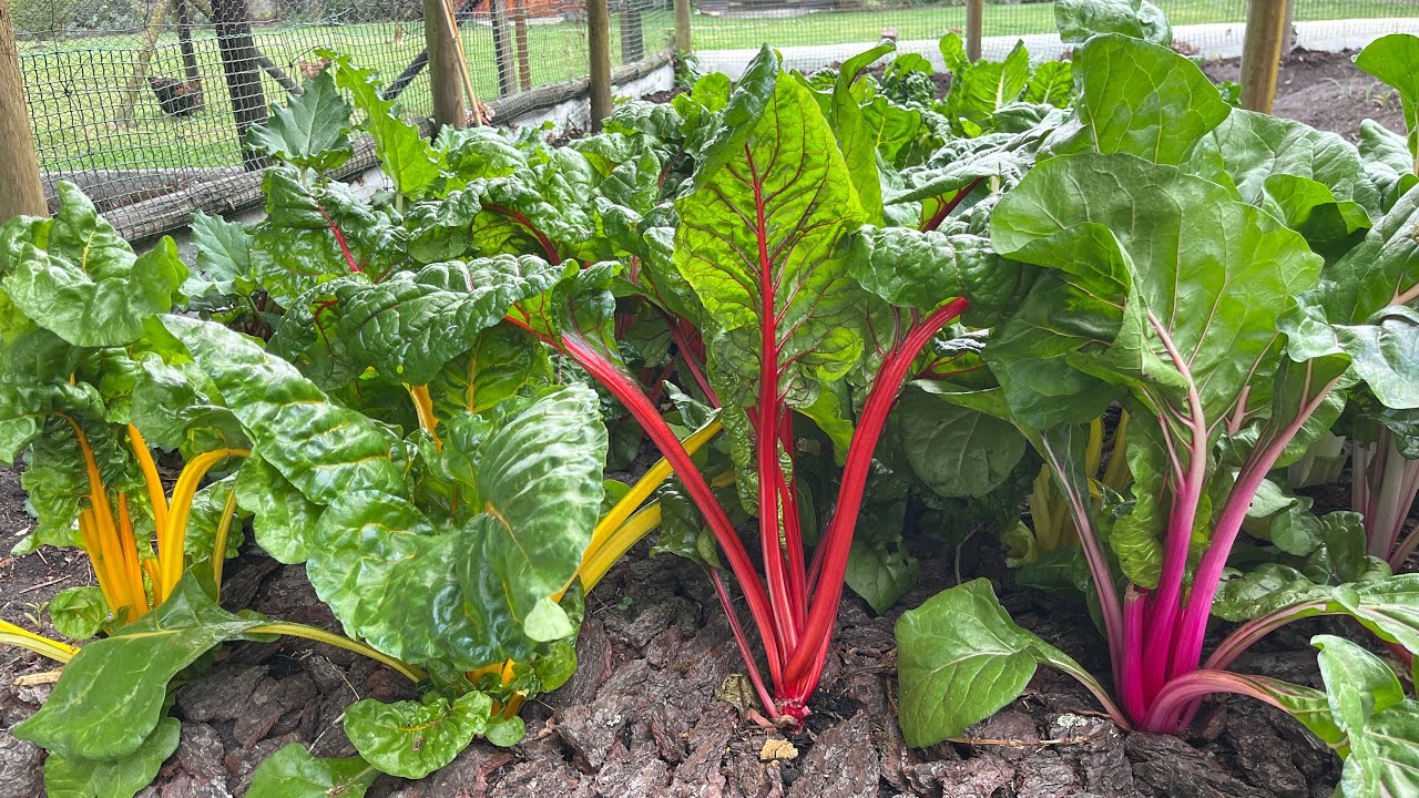A Perfect Vegetable Garden in Greyton, South Africa