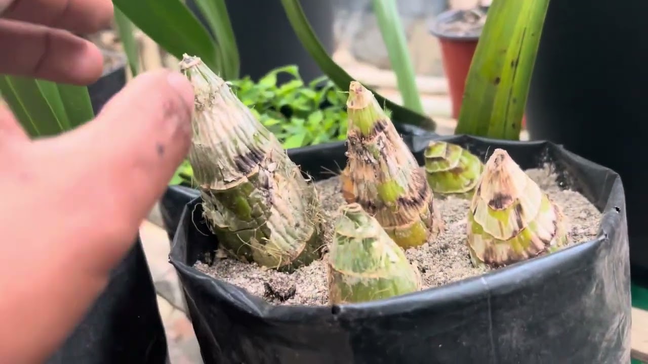 Cymbidium Care Workshop Ep. 2 | Pseudobulb Plantation & Potting Techniques for Healthy Growth