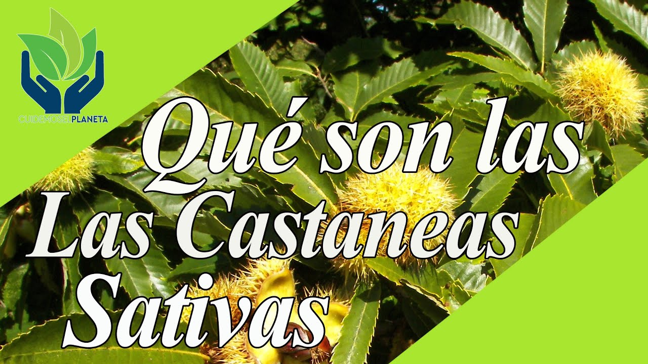 Castanea Sativa (Castaño): tipos, cuidados, características, imágenes...