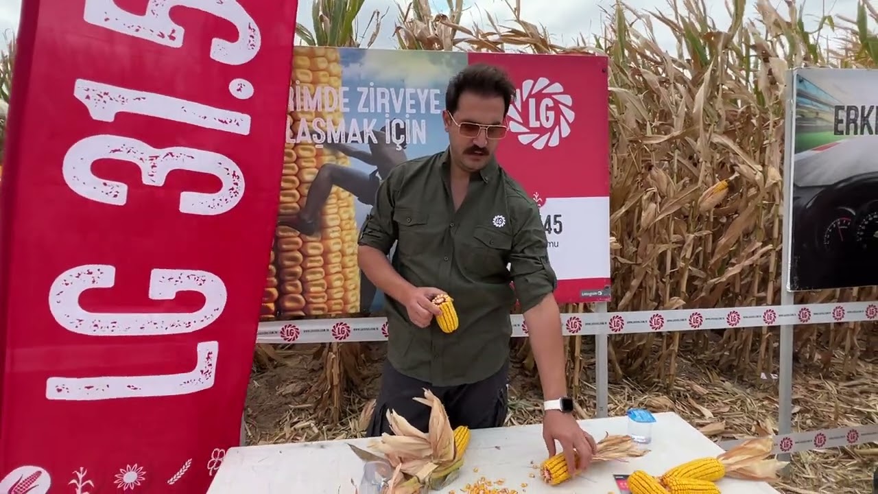 Limagrain 31545 Mısır Tohumu