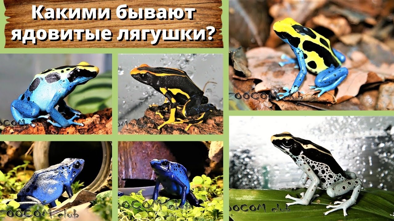 Какими бывают ядовитые лягушки и так ли они ядовиты?