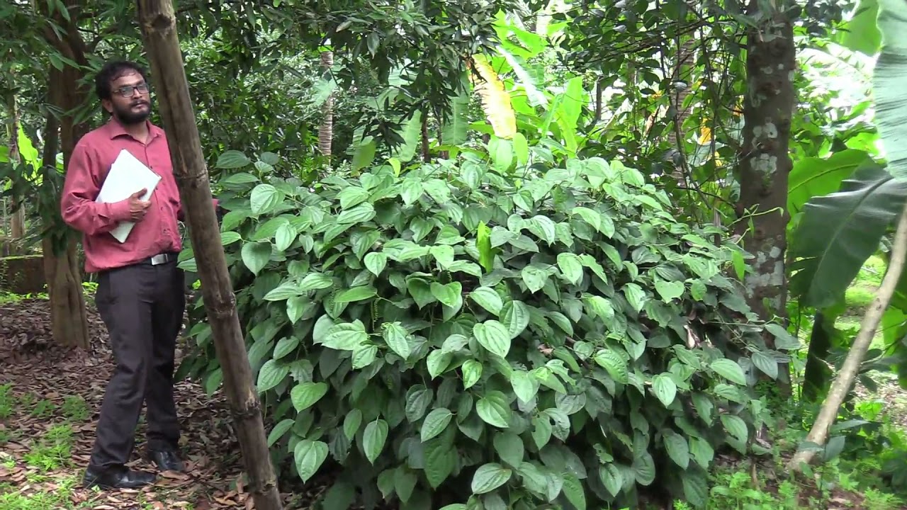 Bush pepper Farming  and water management