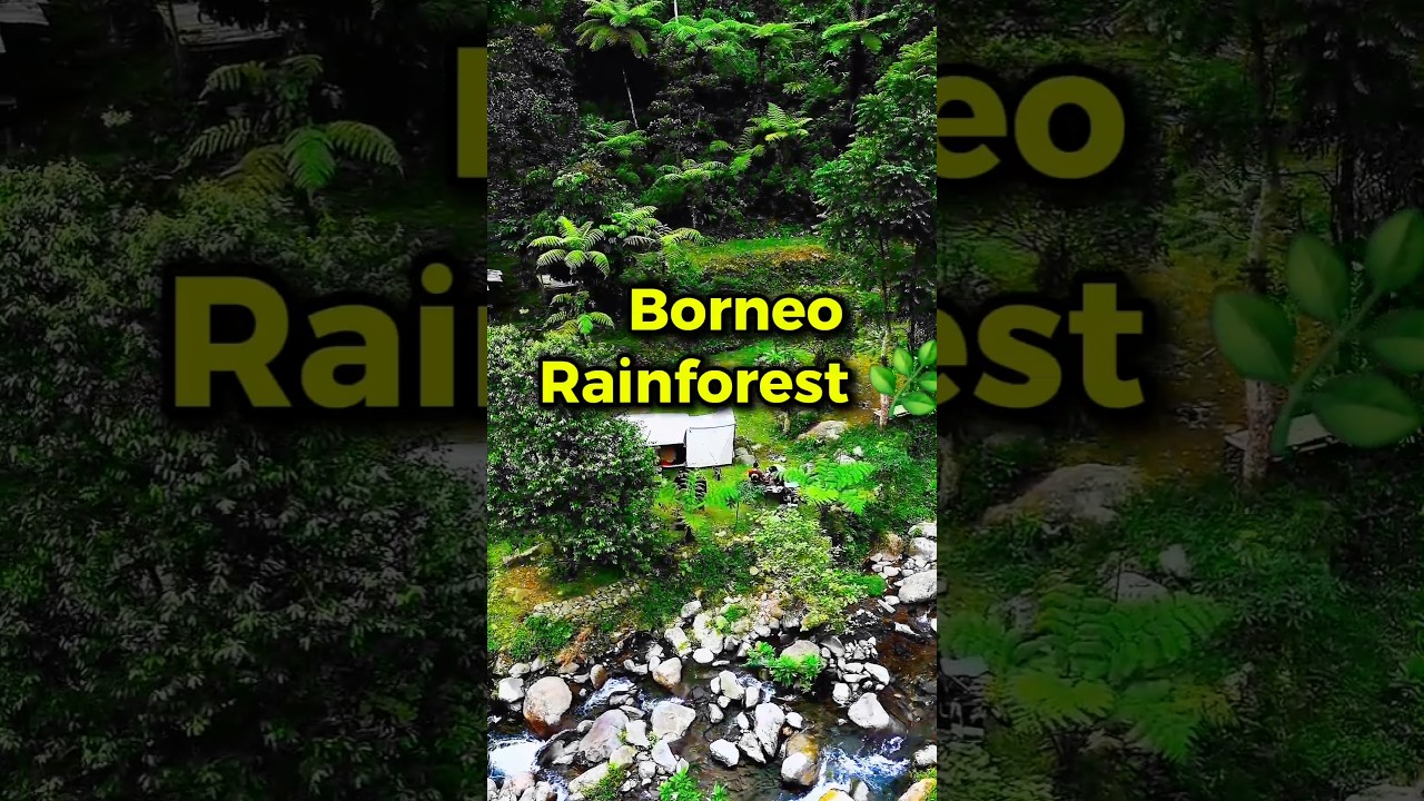 This Borneo campsite hits differently 🌿✨