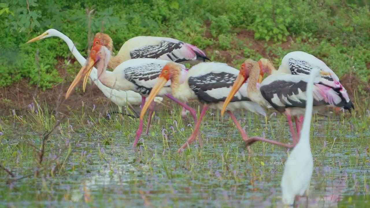 SAVE WETLANDS
