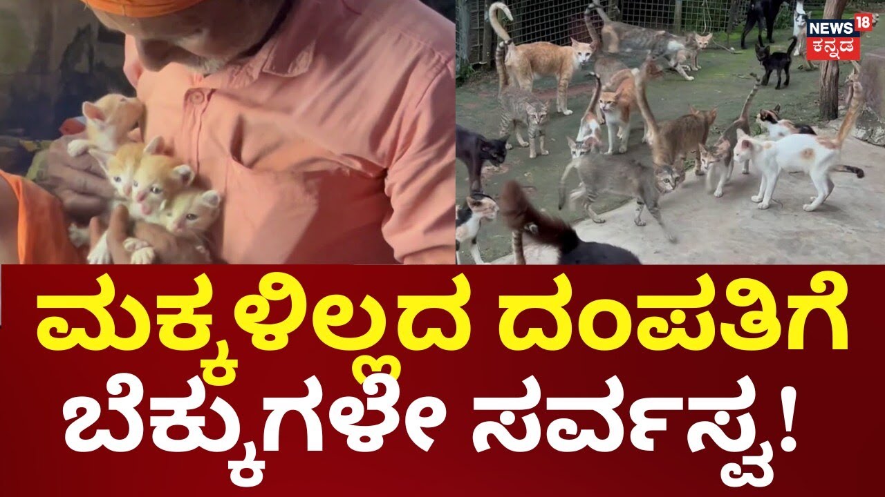No Kids, Just Cats: A Couple’s Heart-Touching Story | 150ಕ್ಕೂ ಹೆಚ್ಚು ಬೆಕ್ಕುಗಳಿಂದ‌ ತುಂಬಿದೆ ಮನೆ