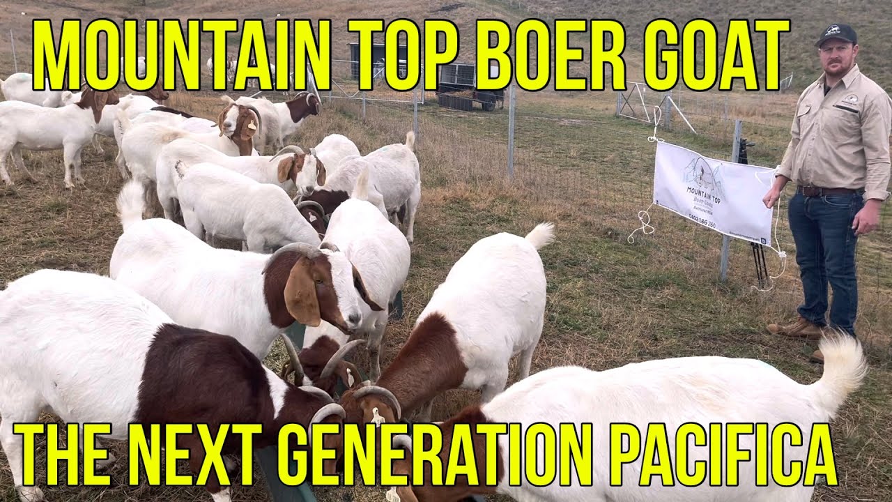 BELAJAR KAMBING BOER LANGSUNG DI AUSTRALIA | MOUNTAIN TOP BOER GOAT THE NEXT GENERATION PACIFICA