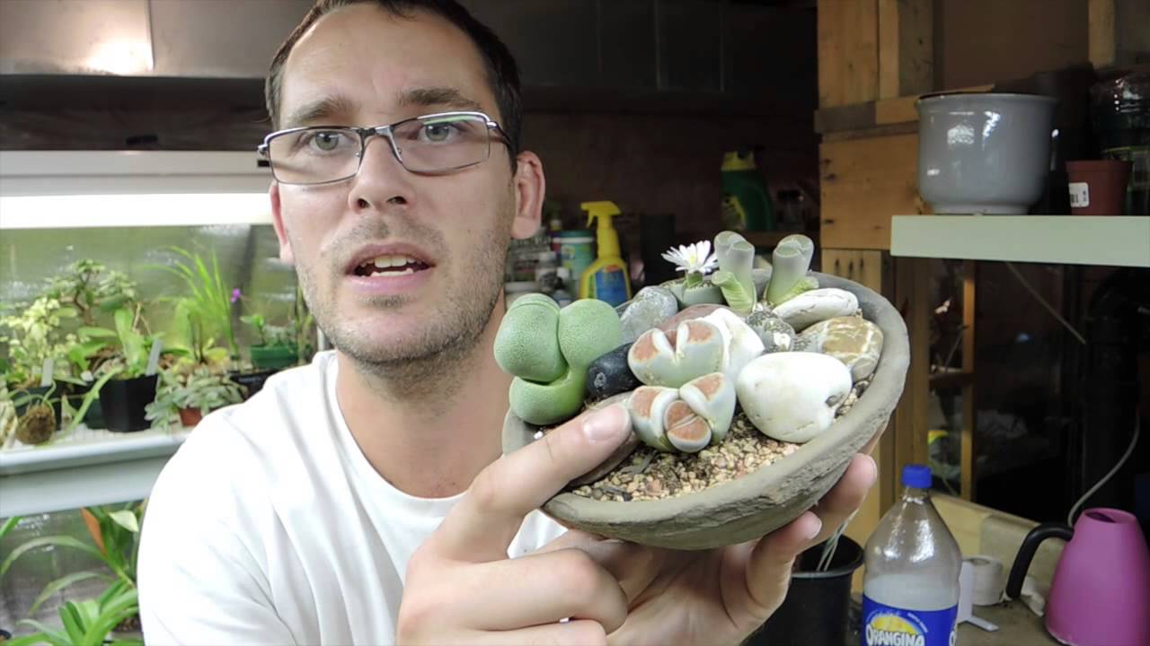 Lithops Flowering and Seedling Update