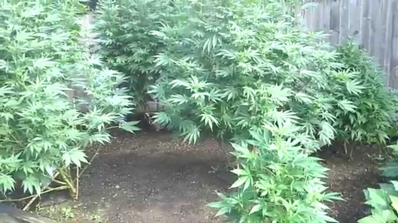 Huge Outdoor Medical Marijuana Garden Update!!
