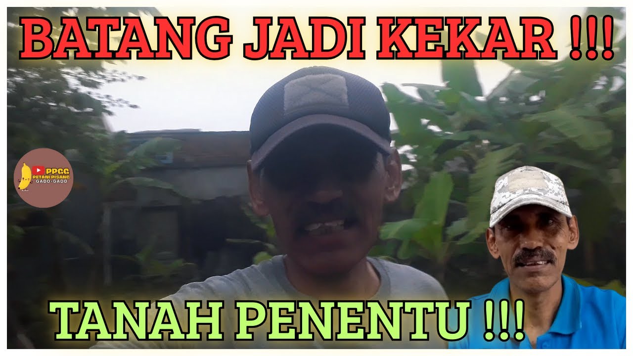 Kualitas Tanah Penentu Bentuk & Kekuatan Pohon Pisang