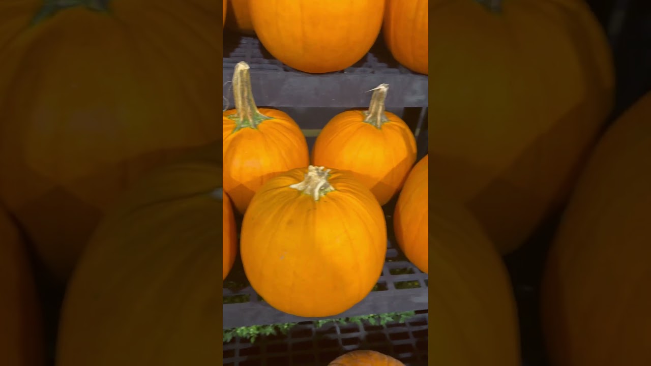 Large Pumpkin $6.99 @ShopRite | #Shorts | Cool Places