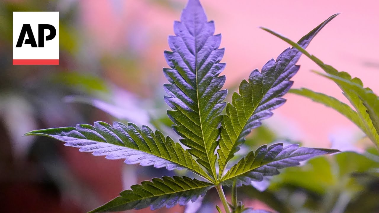 Daily marijuana use outpaces daily drinking in US, new study says