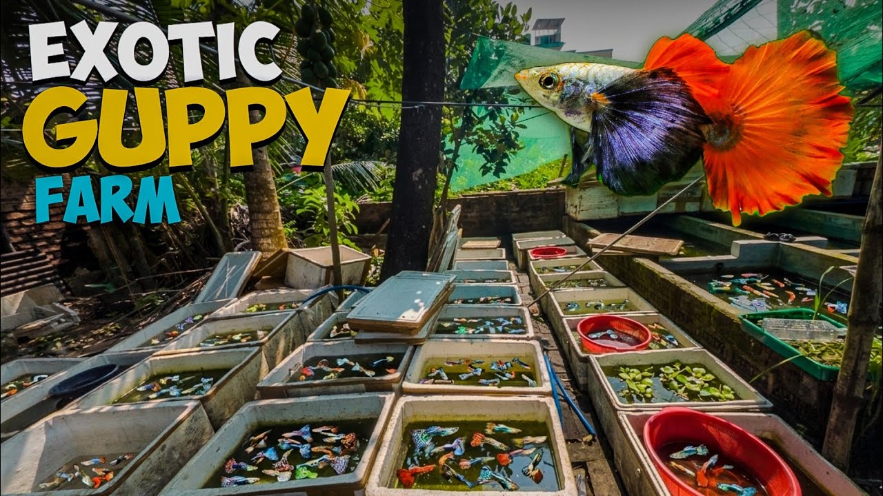 Imported Guppy Fish Price | Guppy Farm | Sd Fish Farm