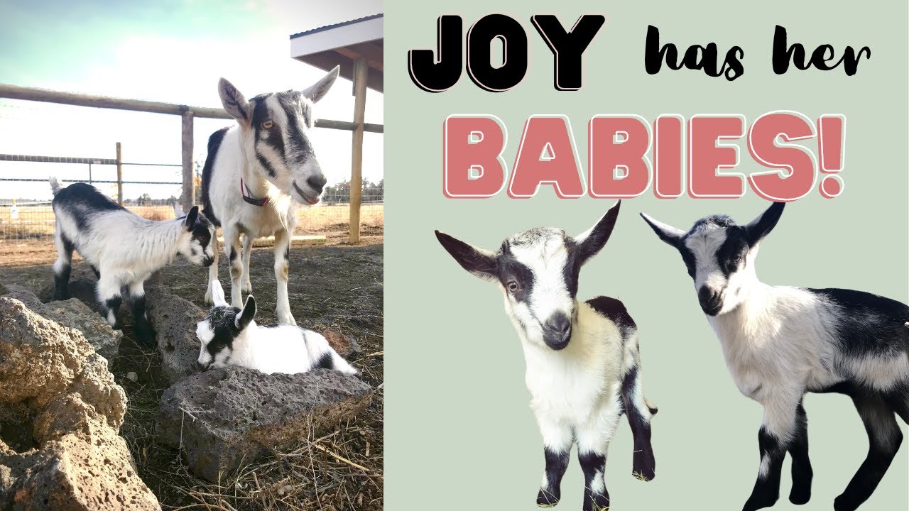 Joy has her babies! Alpine goat birth.