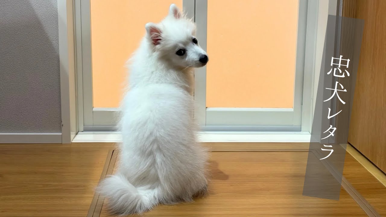 お風呂前で健気に待ち続ける子犬がかわいい