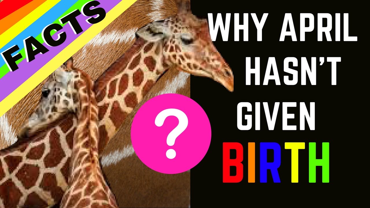 THE TRUTH: Why April the Giraffe Hasn't Given Birth (Is it all a Conspiracy?!)