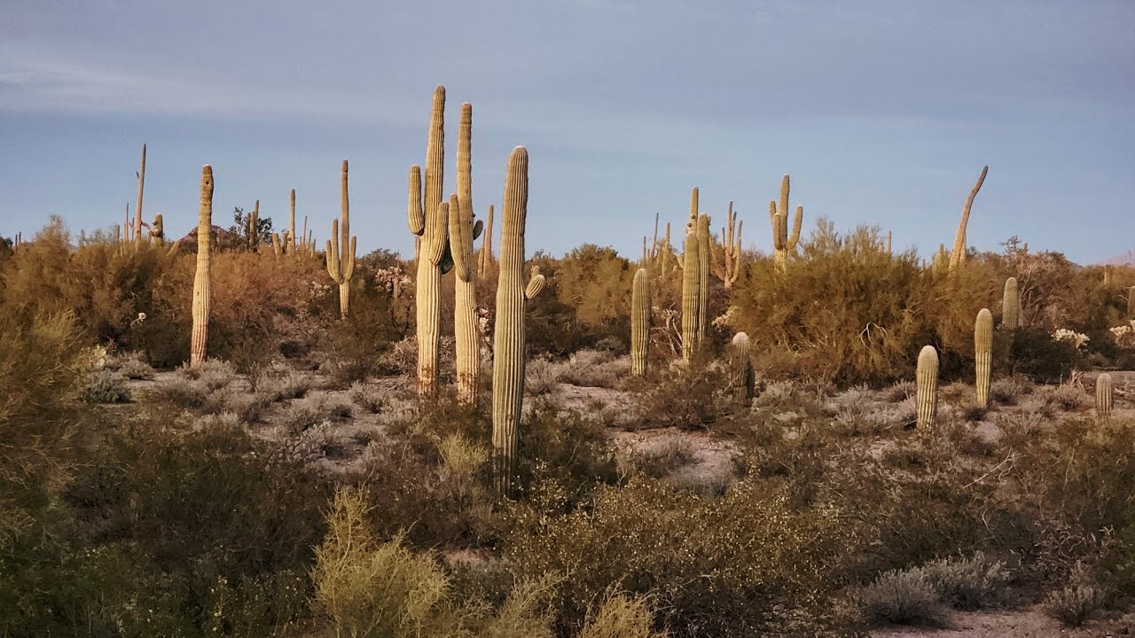 Cactus Forest Walk BLM Tucson AZ