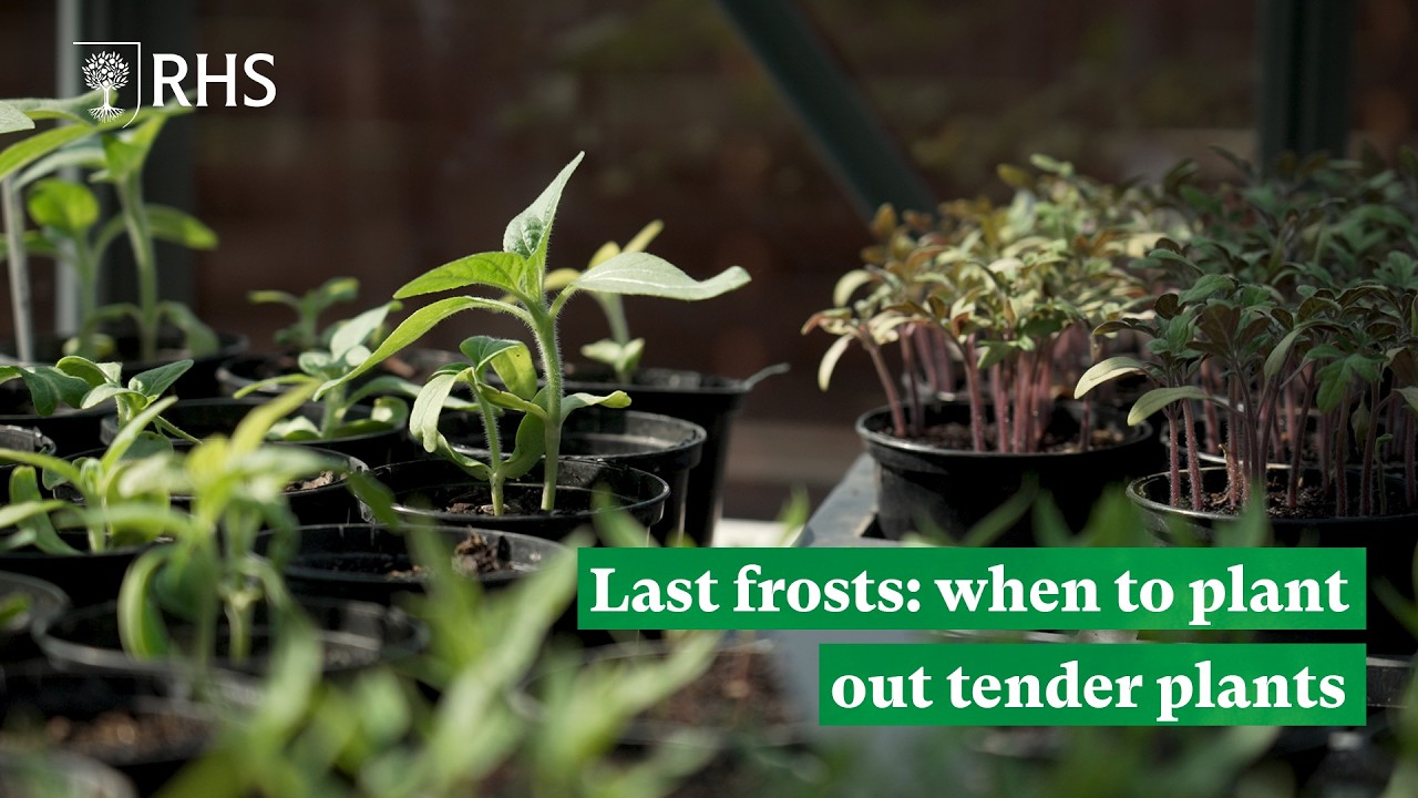 Last frosts: when to plant out tender plants | The RHS