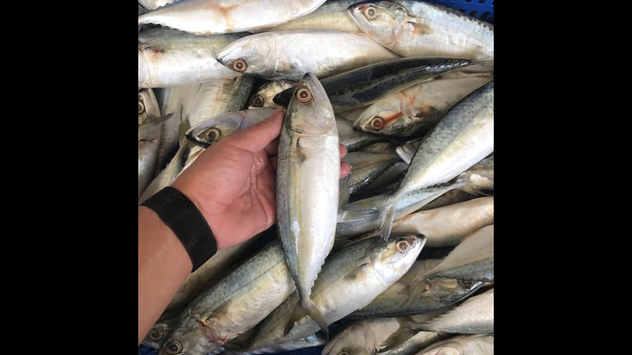 Mackerel അയല | Cut & Clean | FishLive | Tripunithura | The Karma House & World Wide Formation
