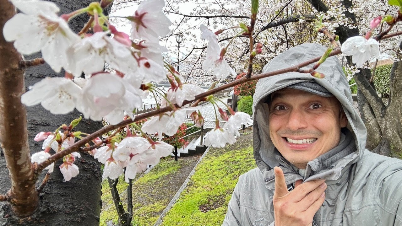 Tokyo Cherry Blossom Nightmare Scenario
