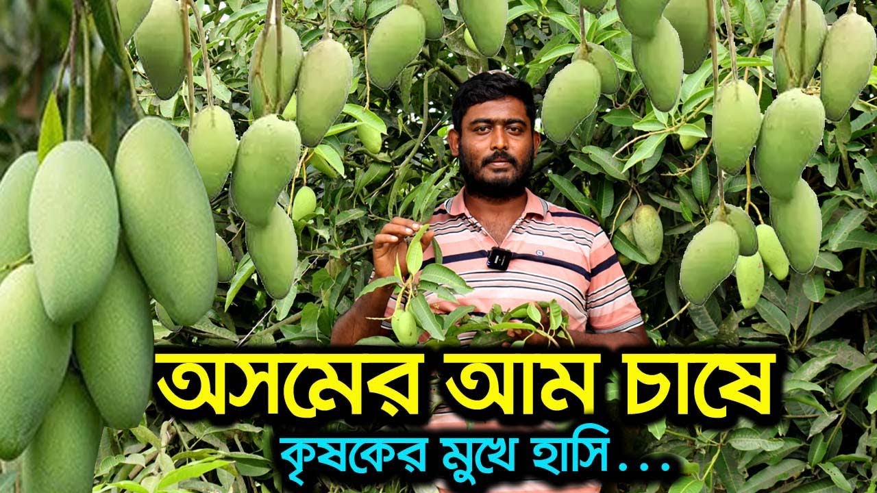 বারোমাসি থাই কাটিমন আম চাষ (Thai Katimon mango) করে সফল যুবক| উদ্যোক্তার খোঁজে