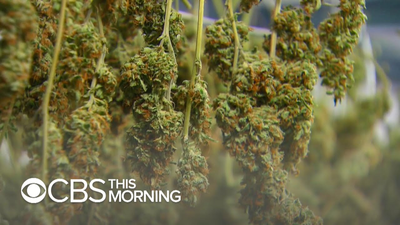 Michigan becomes first state in Midwest to allow recreational pot