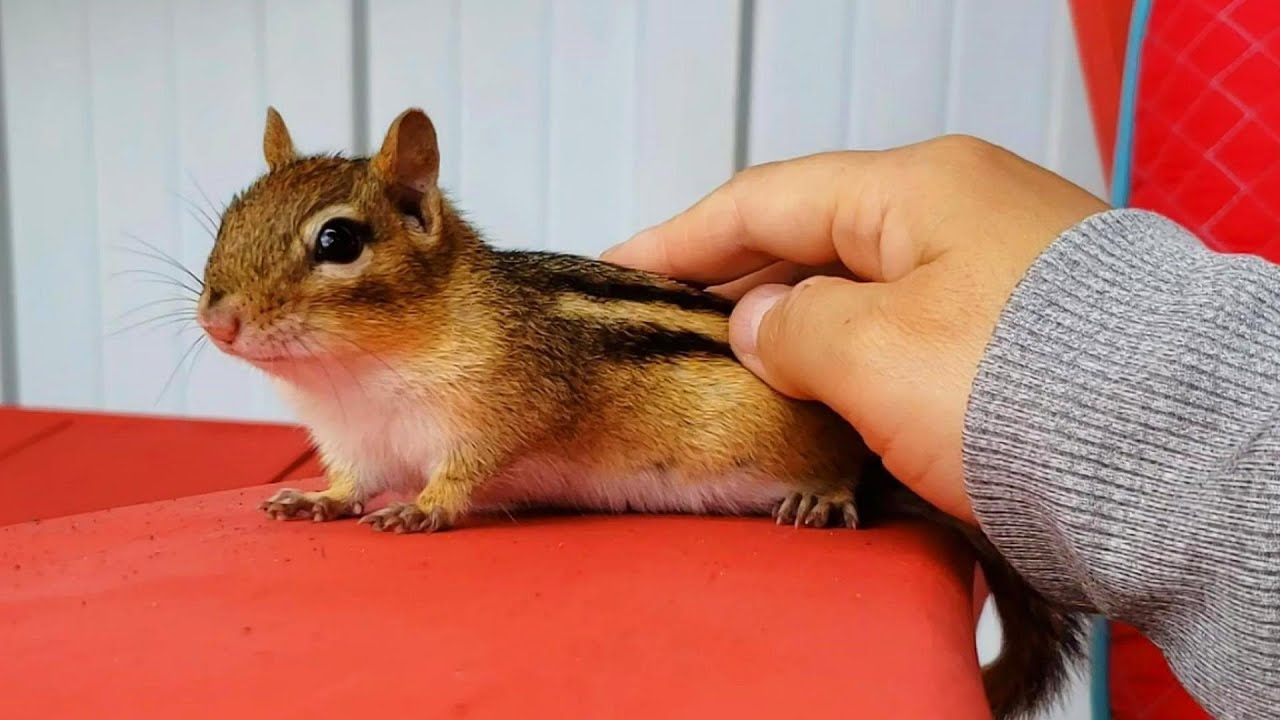 유니크하고 특별한 교감이 가능한 다람쥐 월리 Unique and Special Bonding Time With Chipmunk Wally