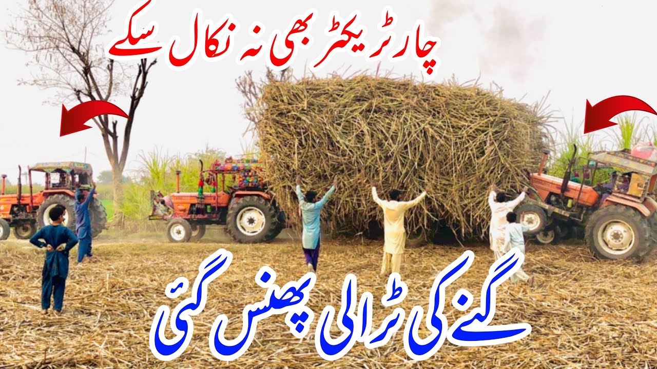زندگی میں پہلے آپ لوگوں نے اس طرح گنےکی ٹرالی کو پھنستا ہوا نہیں دیکھا ہوگا