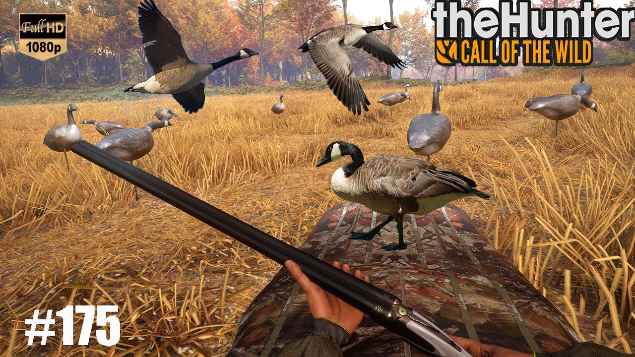 THEHUNTER CALL OF THE WILD #175 UNE NOUVELLE CHASSE A LA BERNACHE DU CANADA !! JEU DE CHASSE 2022