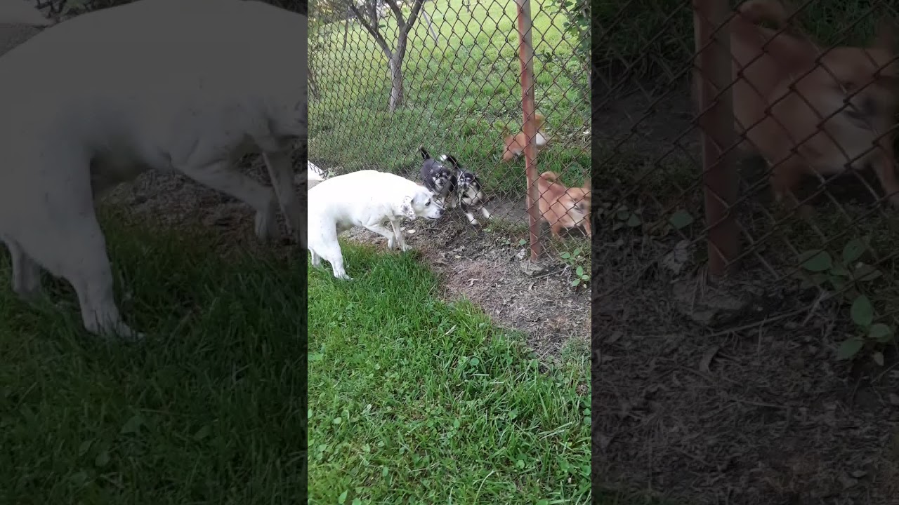 Wild pack of killer Chihuahuas part 2