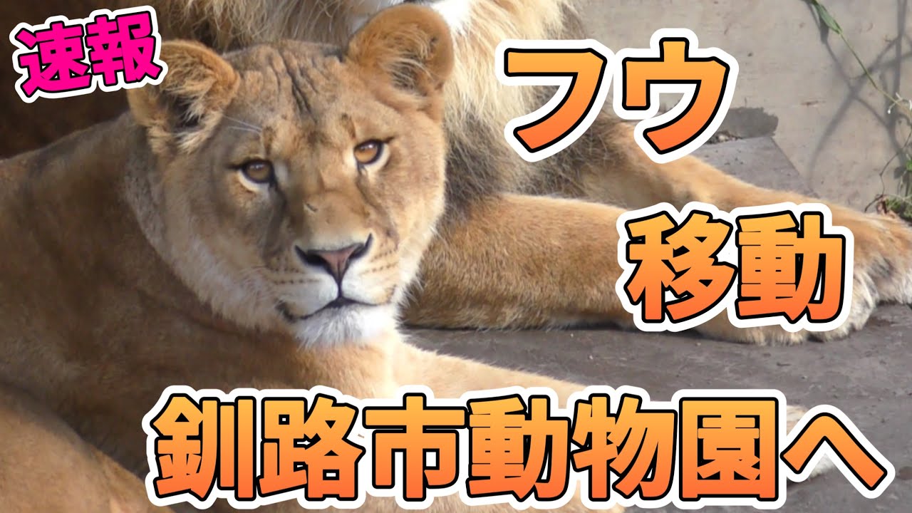 【速報】フウ釧路市動物園へ！旭山最後の日は？オリト＆イオ家族の娘旅立ちvol580@旭山動物園/Lion family's daughter to be moved to another zoo