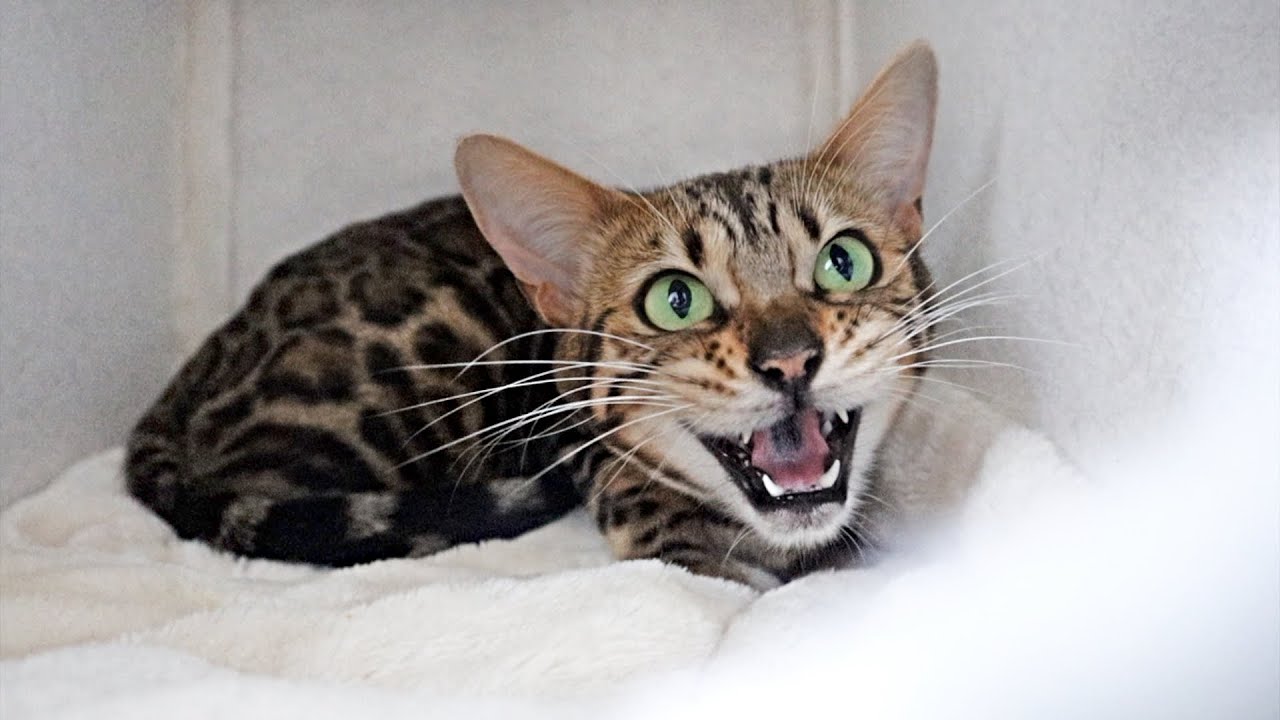 Pregnant Bengal Cat Sunshine Panics When Labor Starts