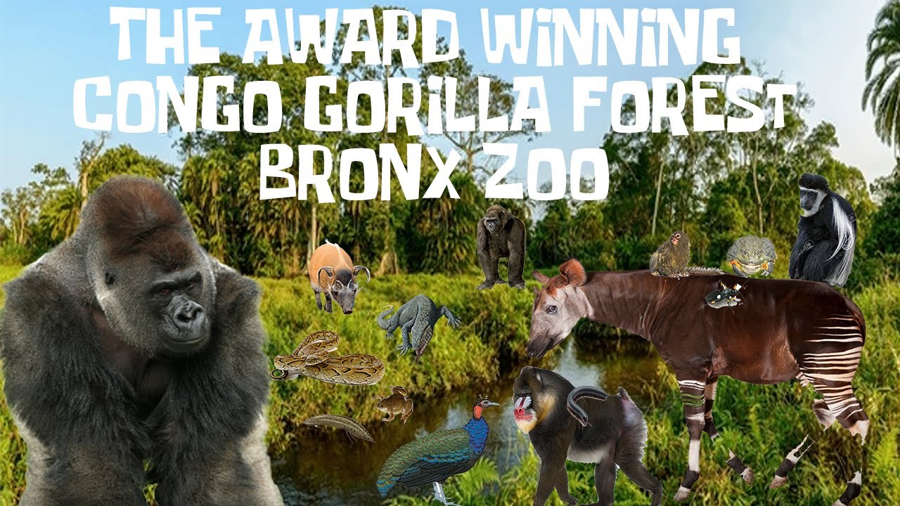 Uncaged Zoo Tours: The Award Winning Congo Gorilla Forest at the Bronx Zoo ft. Gorillas #subscribe