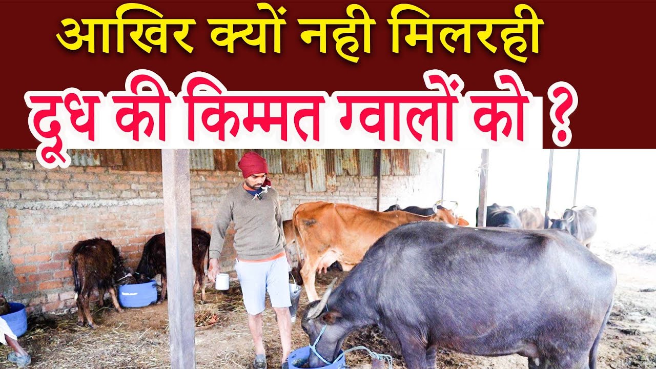 आखिर क्यों नही मिलरही दूध की किम्मत ग्वालों को ? | Buffalo Dairy farm I Kiran TV Kisan