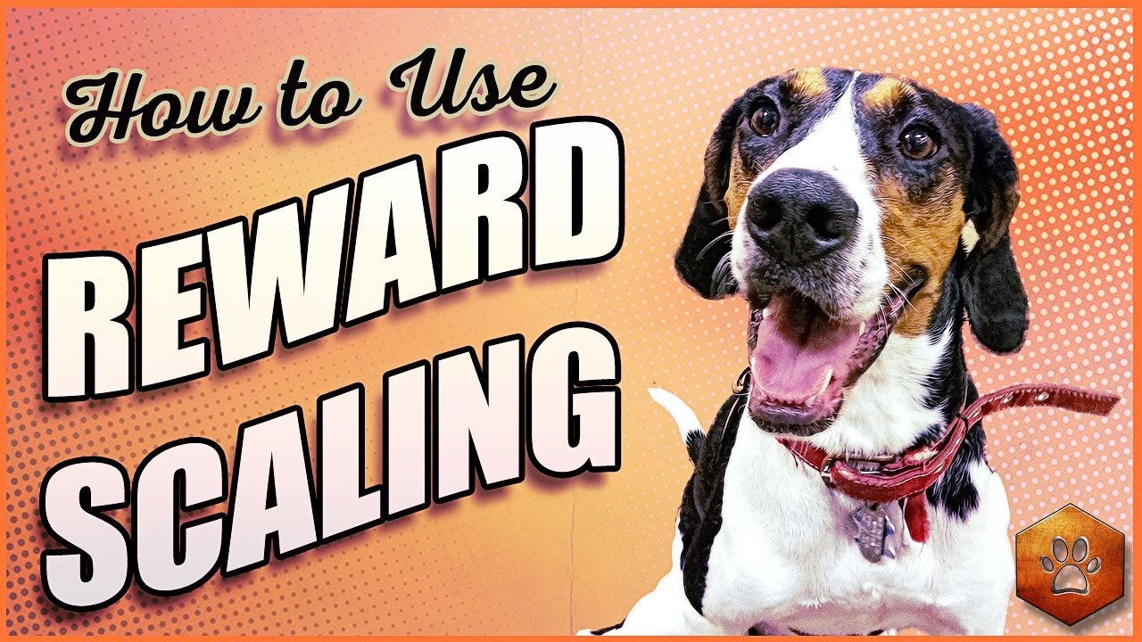 How to Teach Your Dog to Listen Better with Reward Scaling!