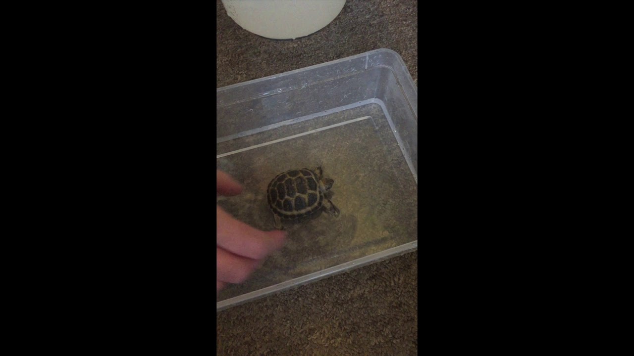 How To Bath A Horsfield Tortoise