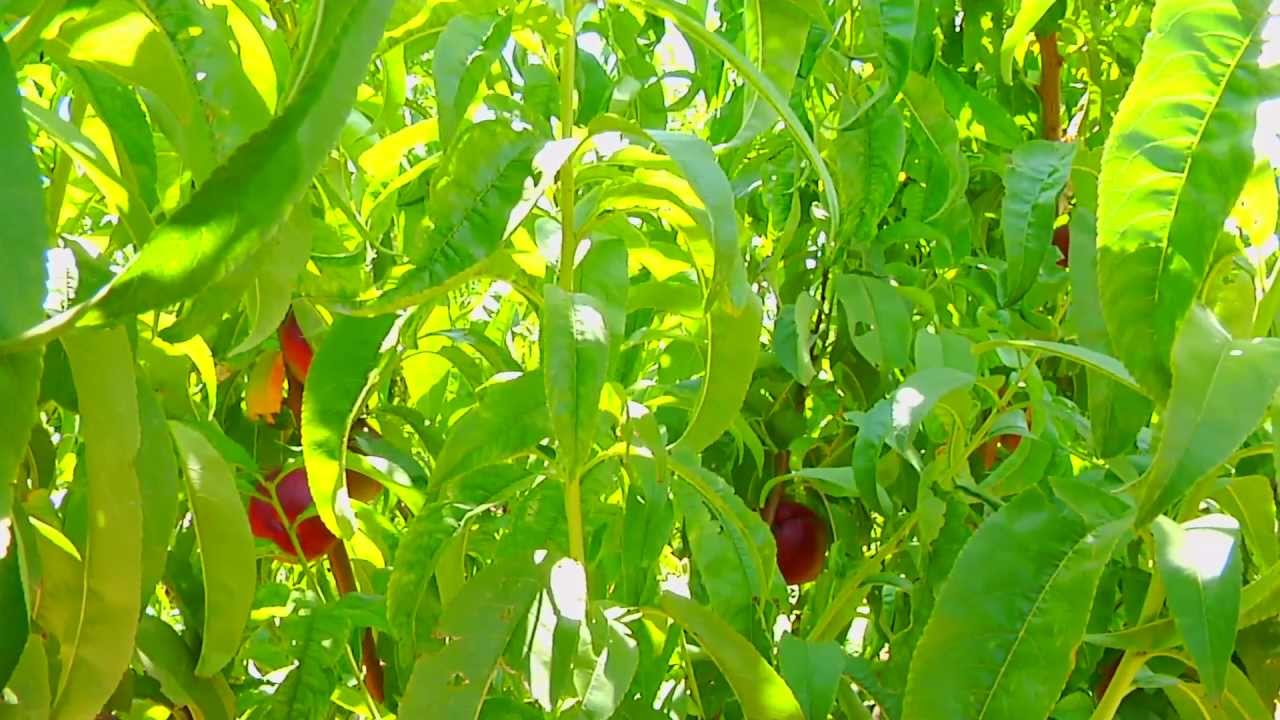 ¿Carne amarilla o blanca? Nectarinas en Condis
