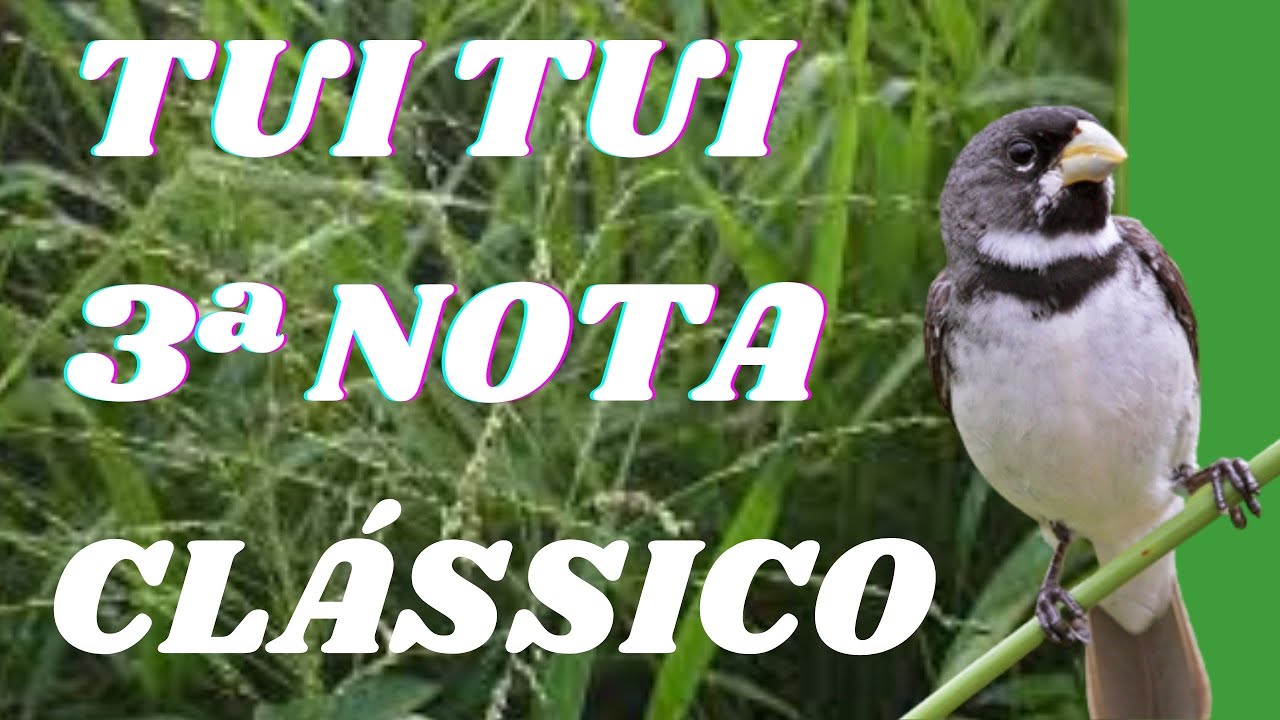 TUI TUI ZEL ZEL 3ª NOTA CANTO CLÁSSICO PURO - ENCARTE COLEIRO E PAPA CAPIM PARDO