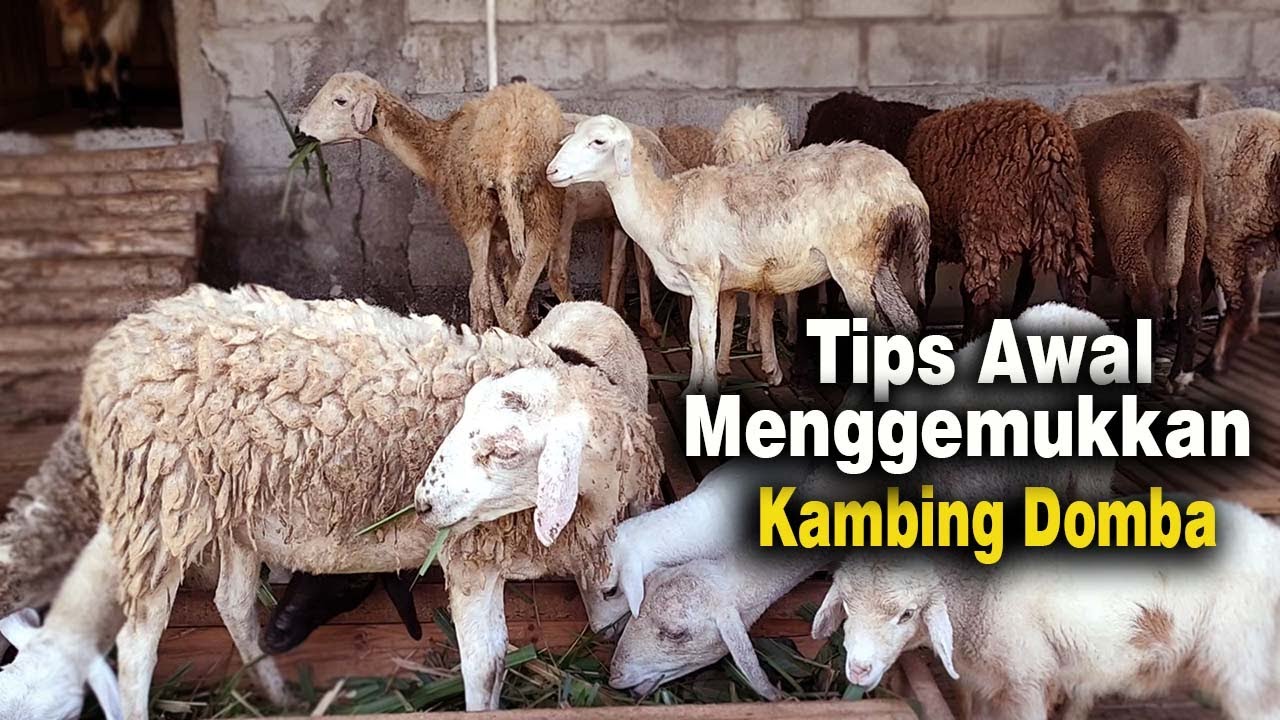 Tips Awal  Menggemukkan Kambing domba