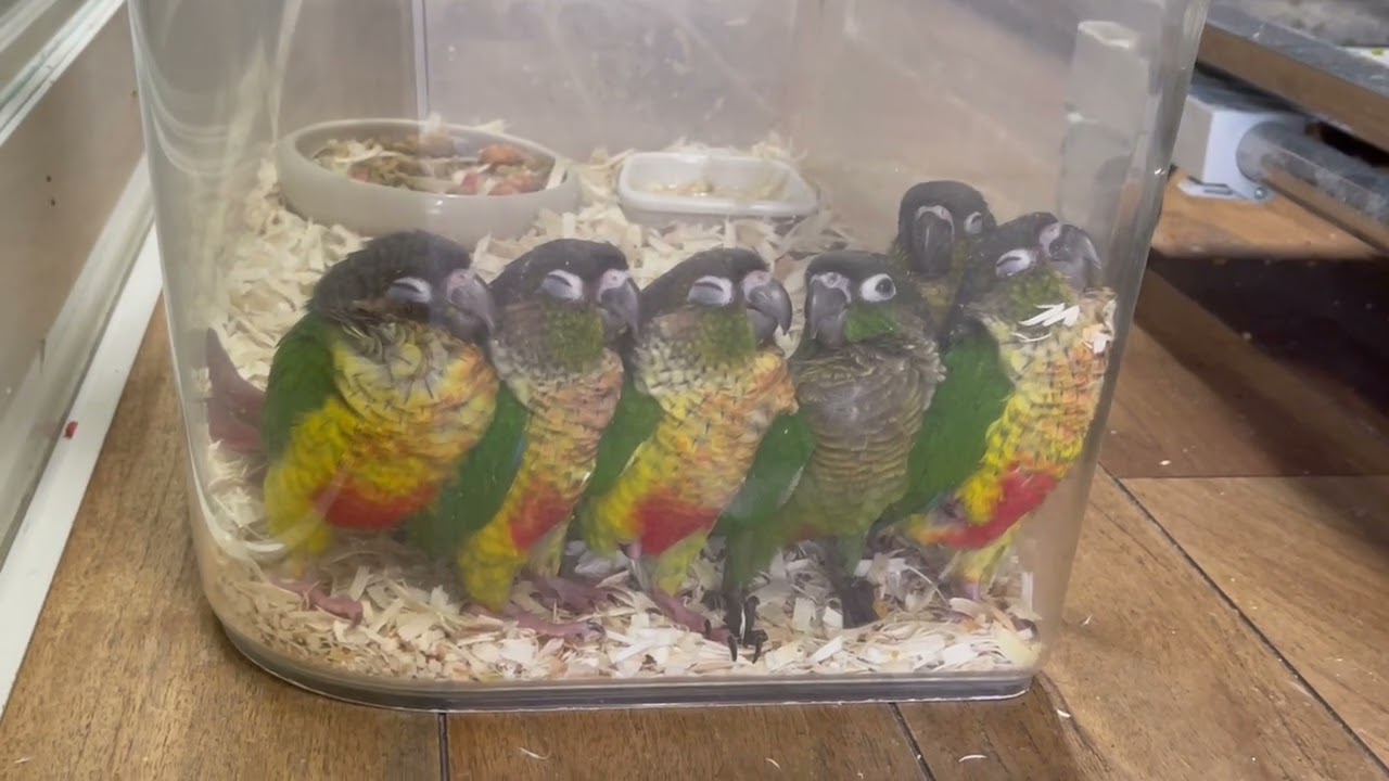FREAK  ウロコインコ  6羽 販売中