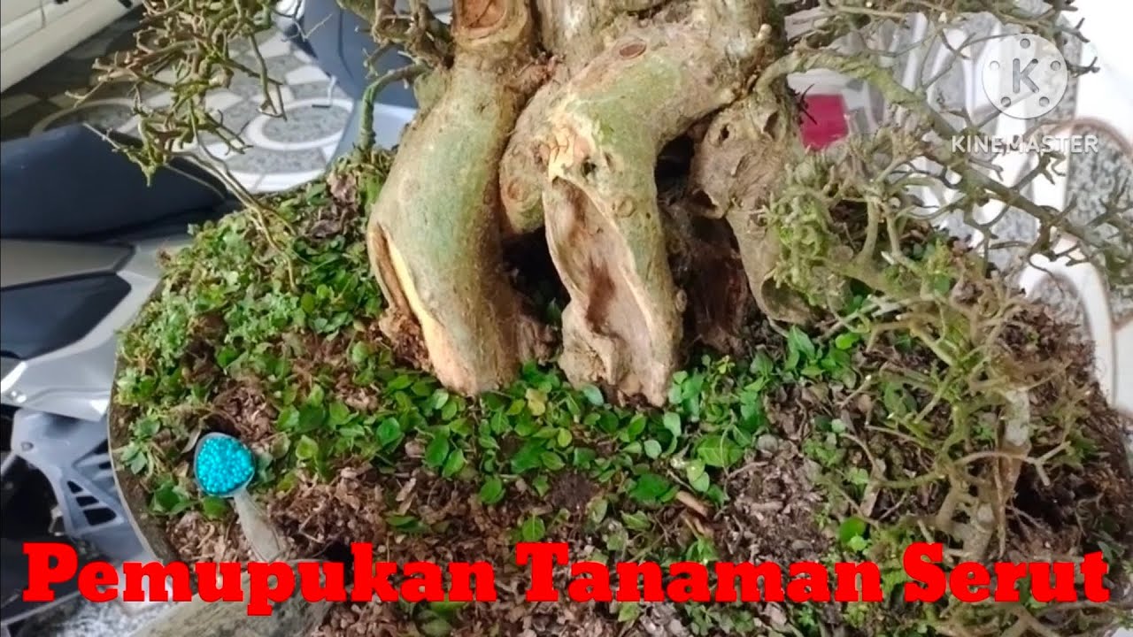 Pemupukan Tanaman Serut
