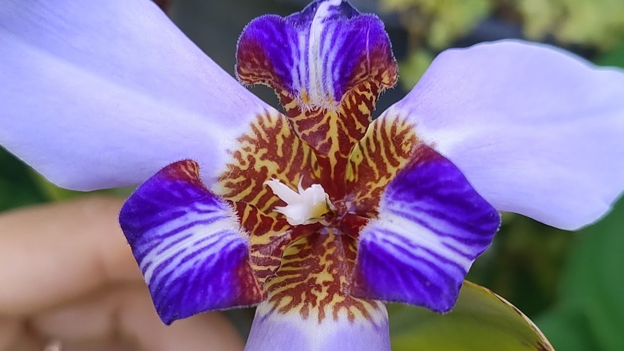 IIRIS DA PRAIA 🥰 CULTIVO ESSAS DUAS CORES FLORES LINDAS