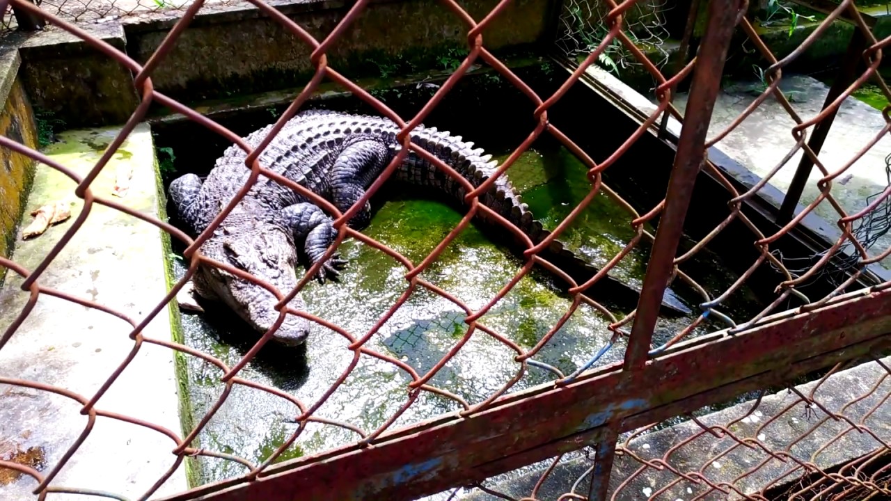 Thay nước và cho cá sấu ăn (water change and feeding my crocodile)